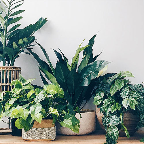 Top Indoor Plants